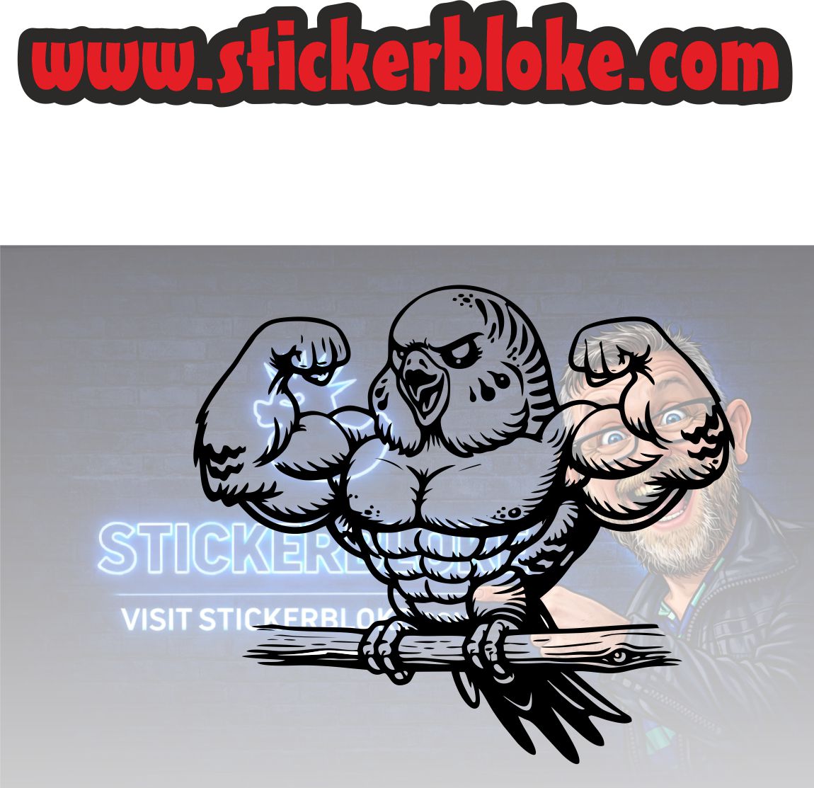 BUDGIE PUMPED SAT ON PERCH